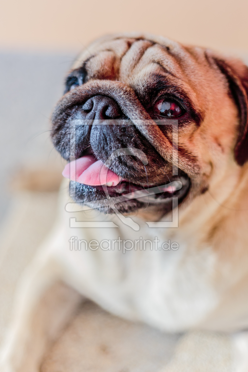 Bild-Nr.: 11585944 Mops close-up Bild-Nr.: 11585944 Mops close-up erstellt von praxisposter