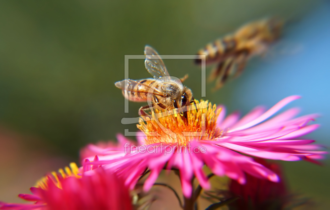 Bild-Nr.: 11585988 Fliegender Wechsel erstellt von MoNoir