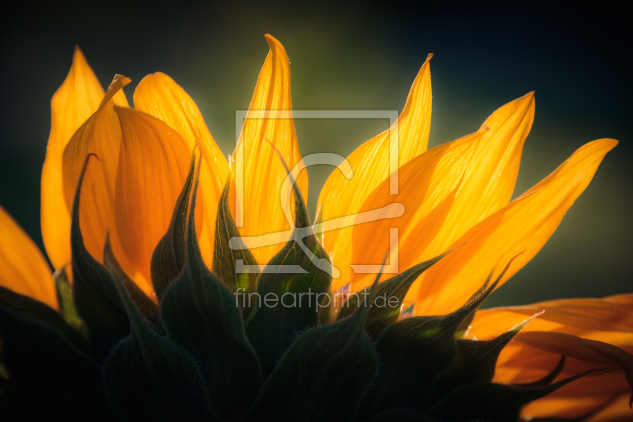 Bild-Nr.: 11586130 Sonnenblume erstellt von praxisposter