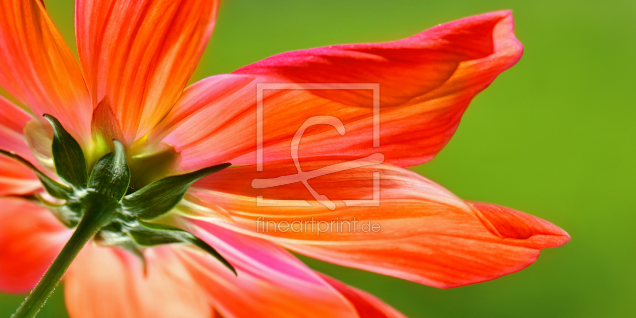 Bild-Nr.: 11586376 Sommerblume erstellt von Atteloi