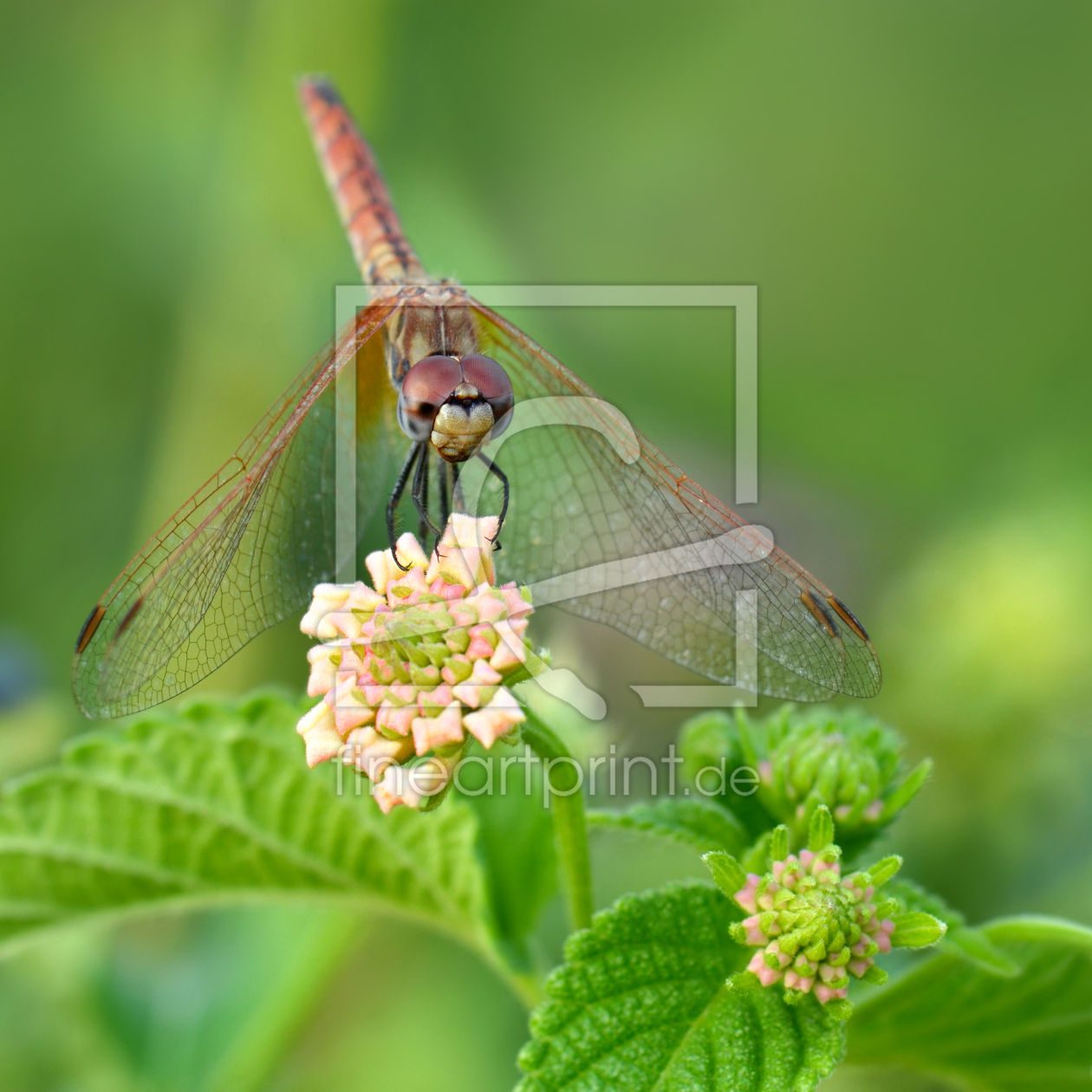 Bild-Nr.: 11586440 Libelle erstellt von Atteloi