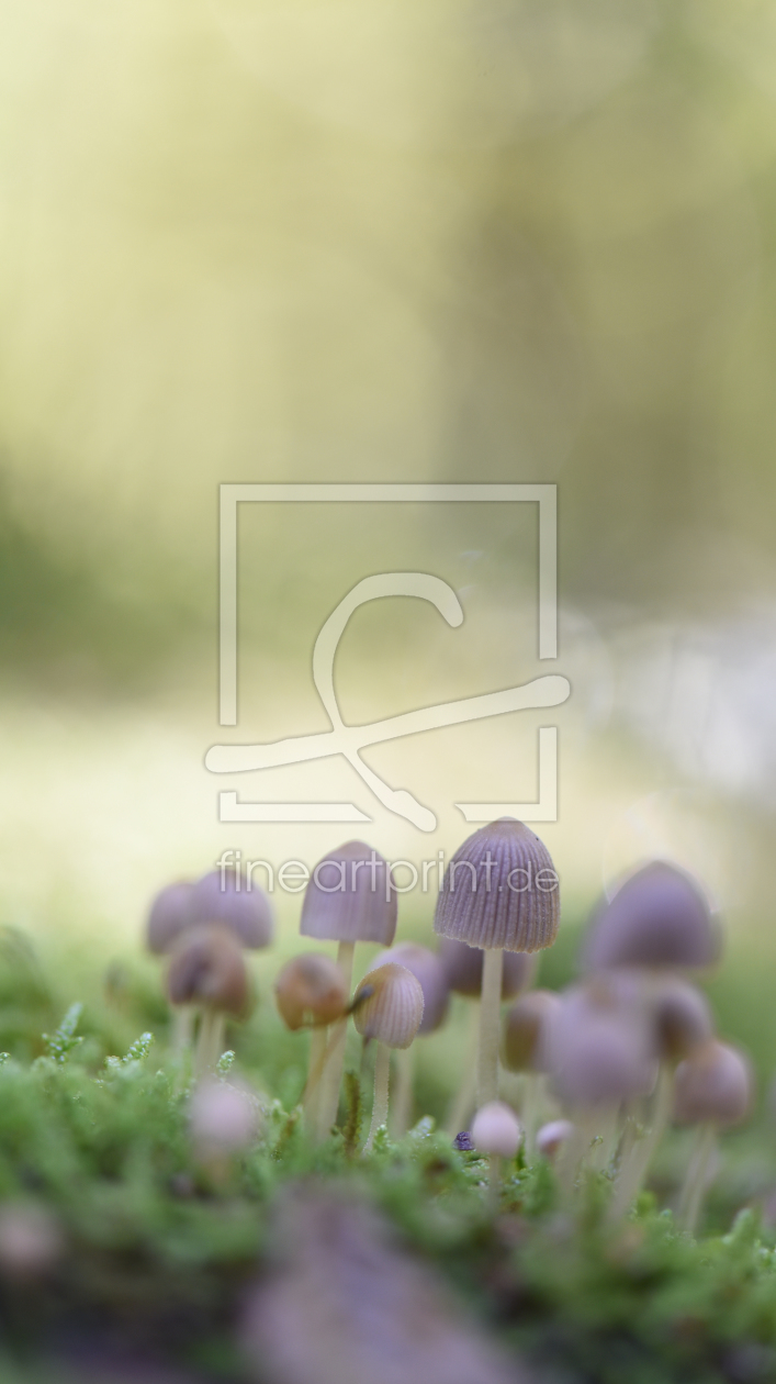 Bild-Nr.: 11586546 Herbstansichten Bild-Nr.: 11586546 Herbstansichten erstellt von Einklang