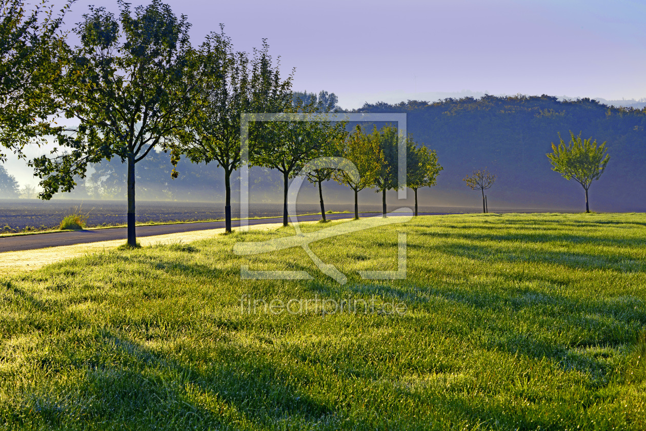 Bild-Nr.: 11586802 Apfelbaumwiese im Gegenlicht der Morgensonne erstellt von A-Grotehans