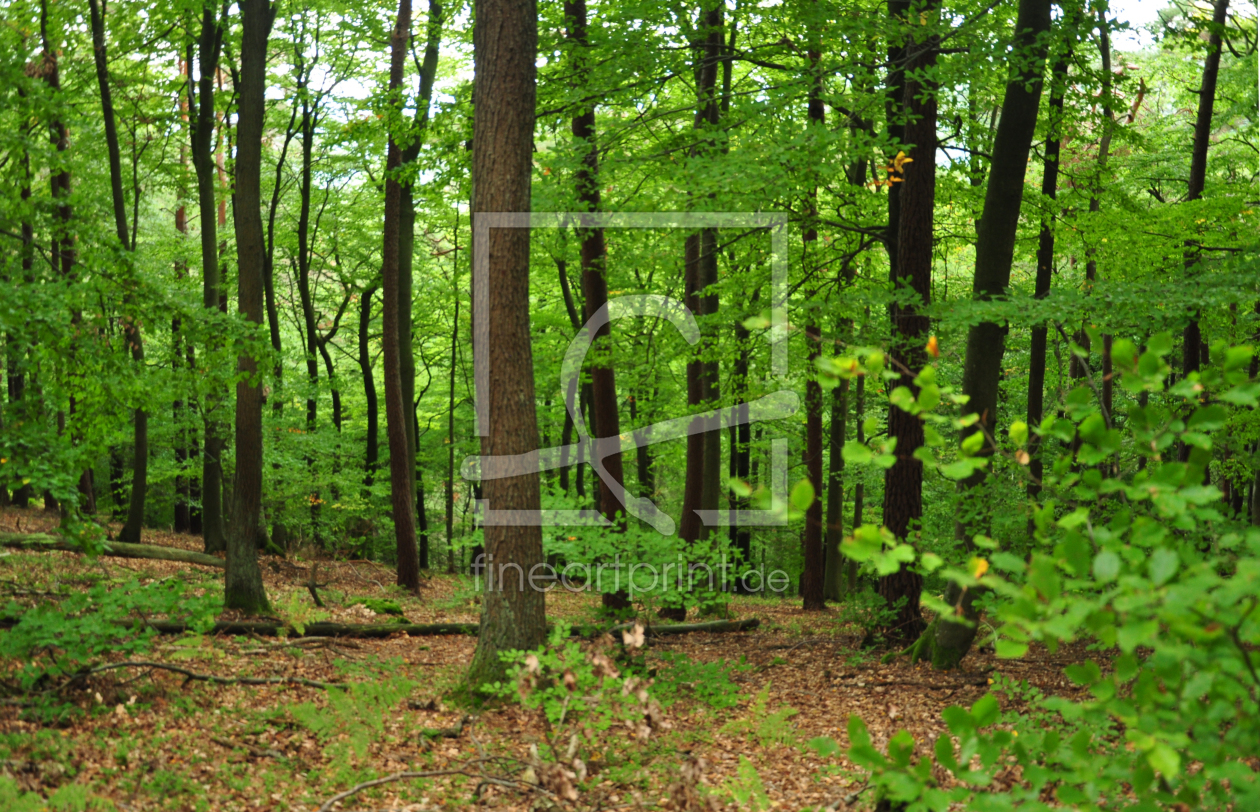Bild-Nr.: 11587136 Pfälzer Wald erstellt von Ikigai