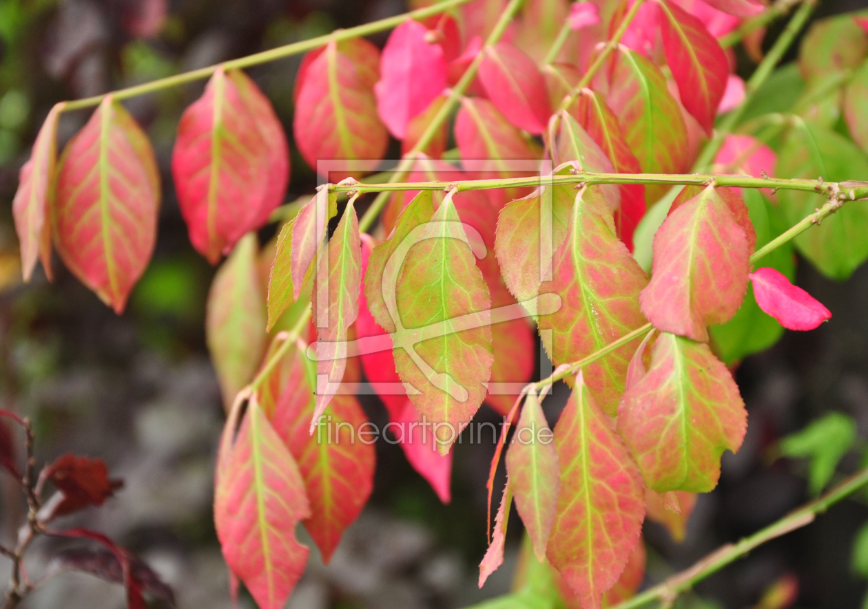 Bild-Nr.: 11587138 Herbstfarben erstellt von Ikigai