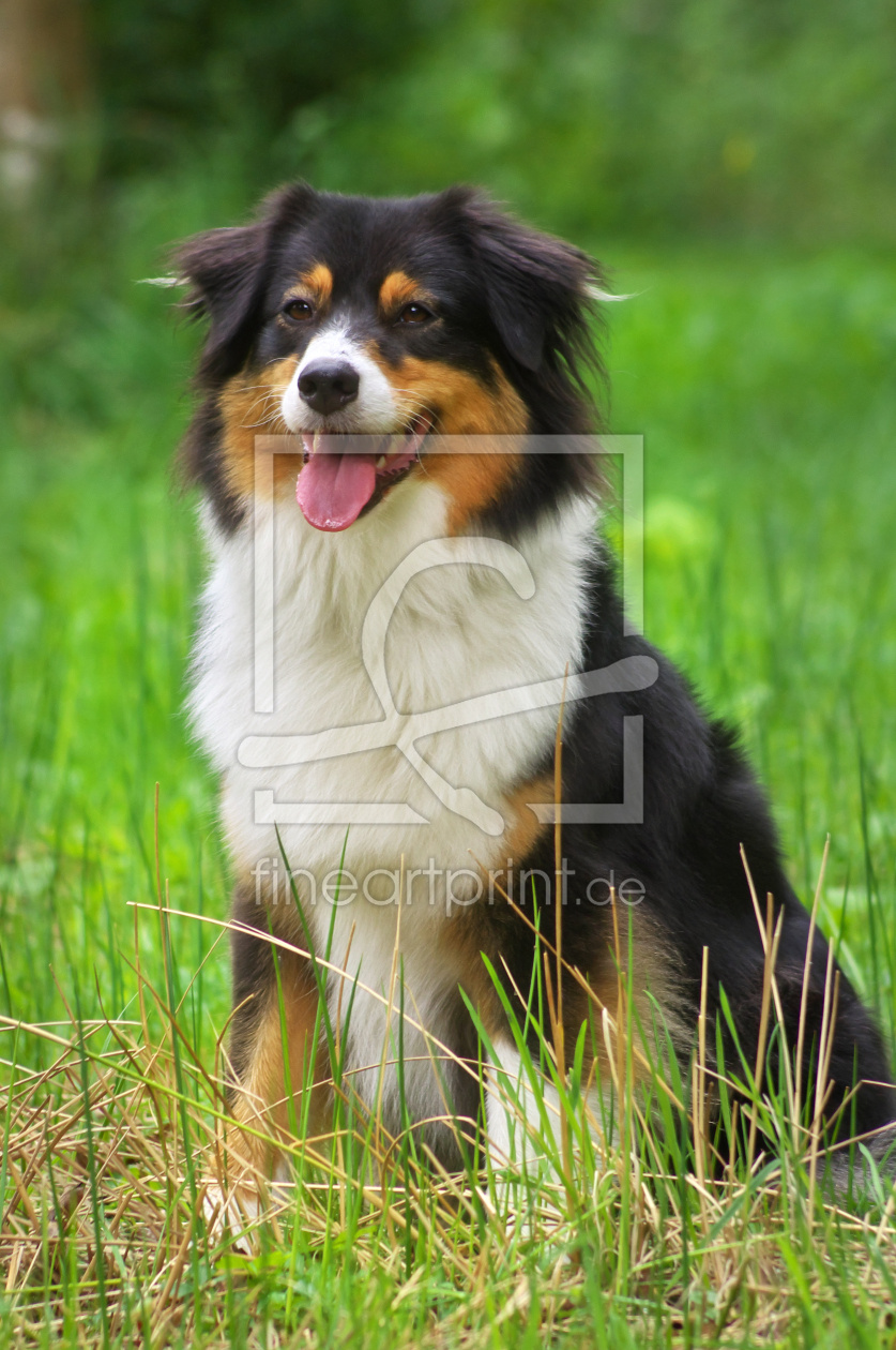 Bild-Nr.: 11587306 Australien Shepherd - Hundeportrait erstellt von Angela  Dölling