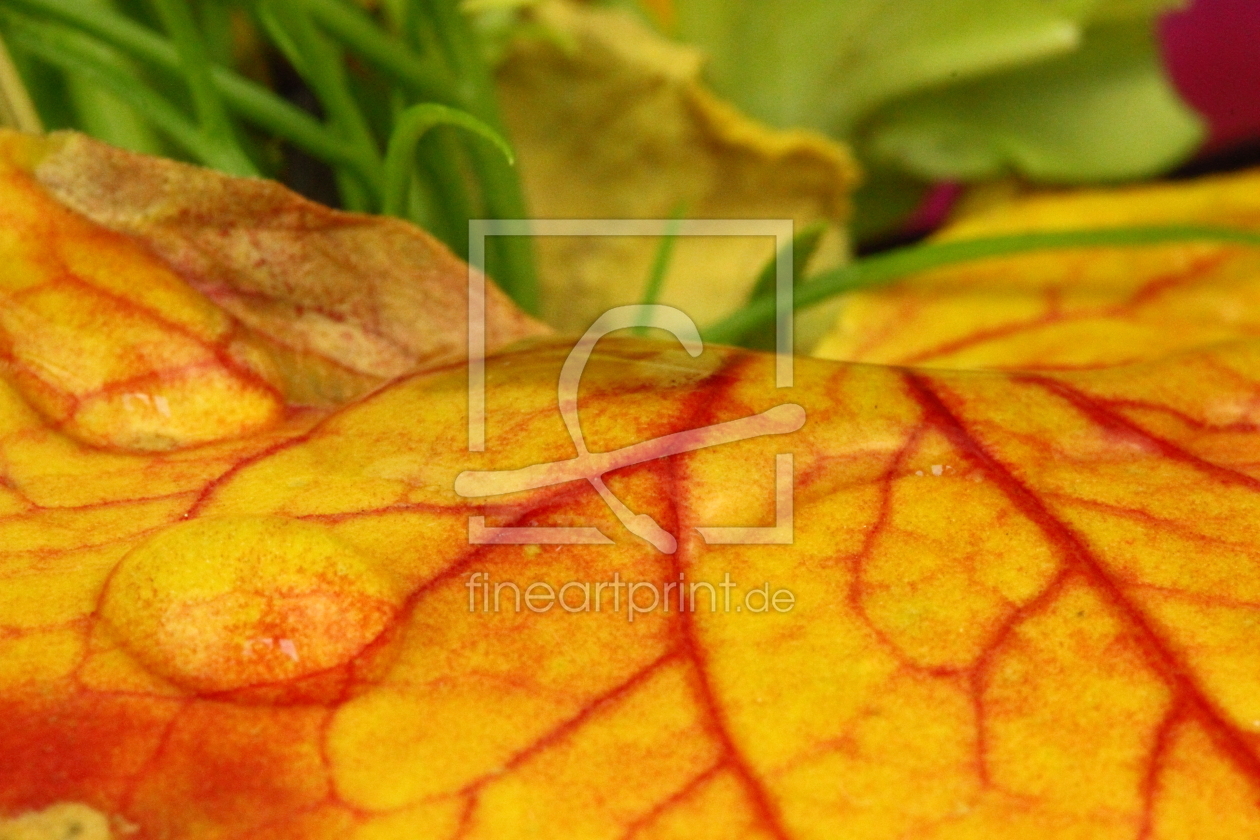 Bild-Nr.: 11587512 Herbstblatt erstellt von KundenNr-272456