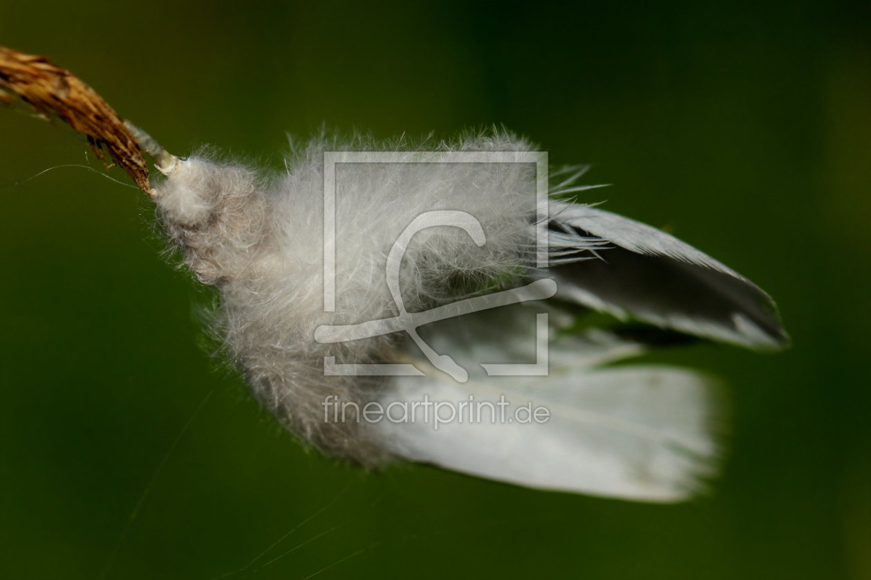 Bild-Nr.: 11587786 Feder im Wind erstellt von Heike Hultsch