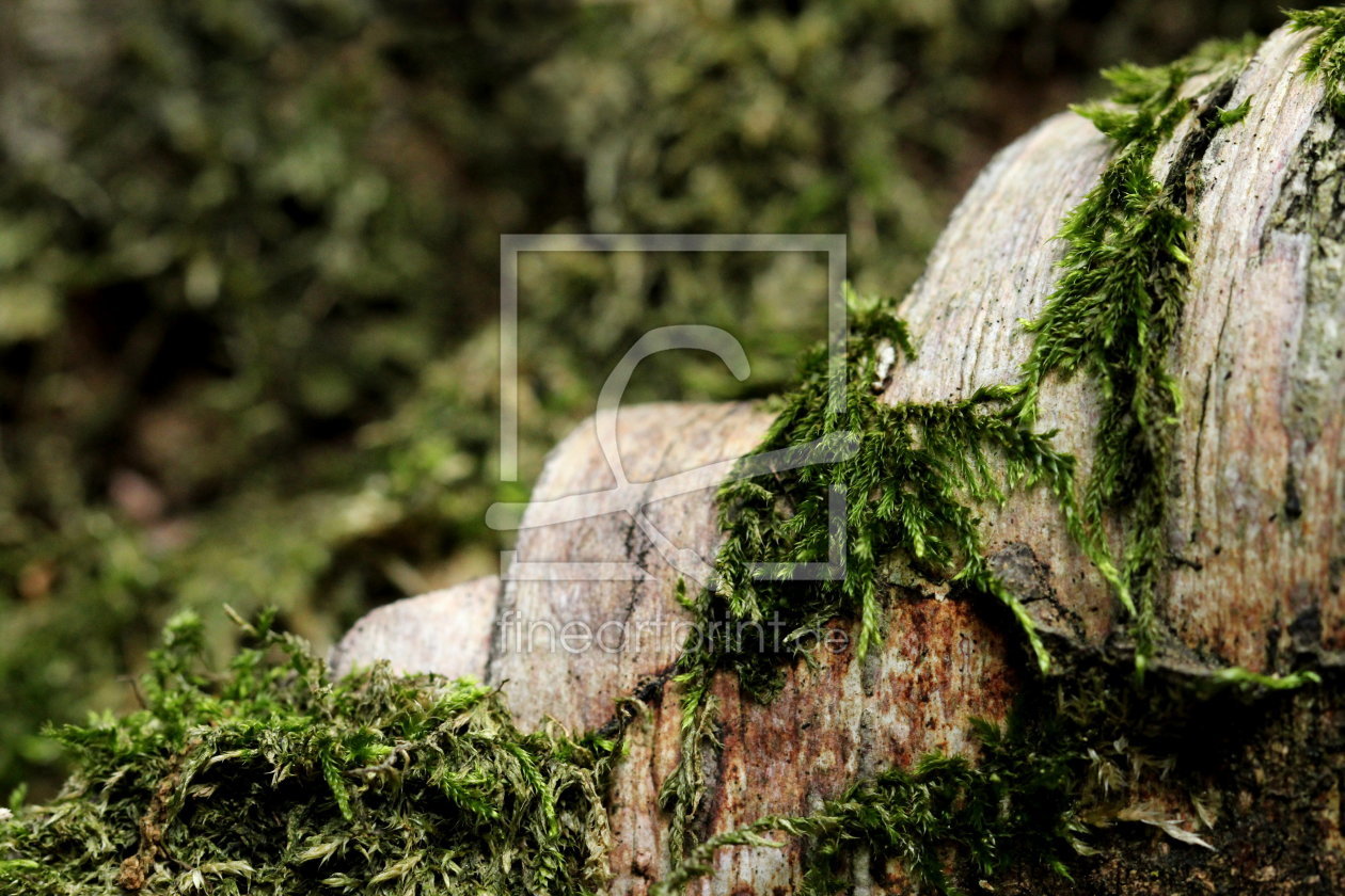 Bild-Nr.: 11587818 Waldboden Fototapete erstellt von Heike  Hultsch