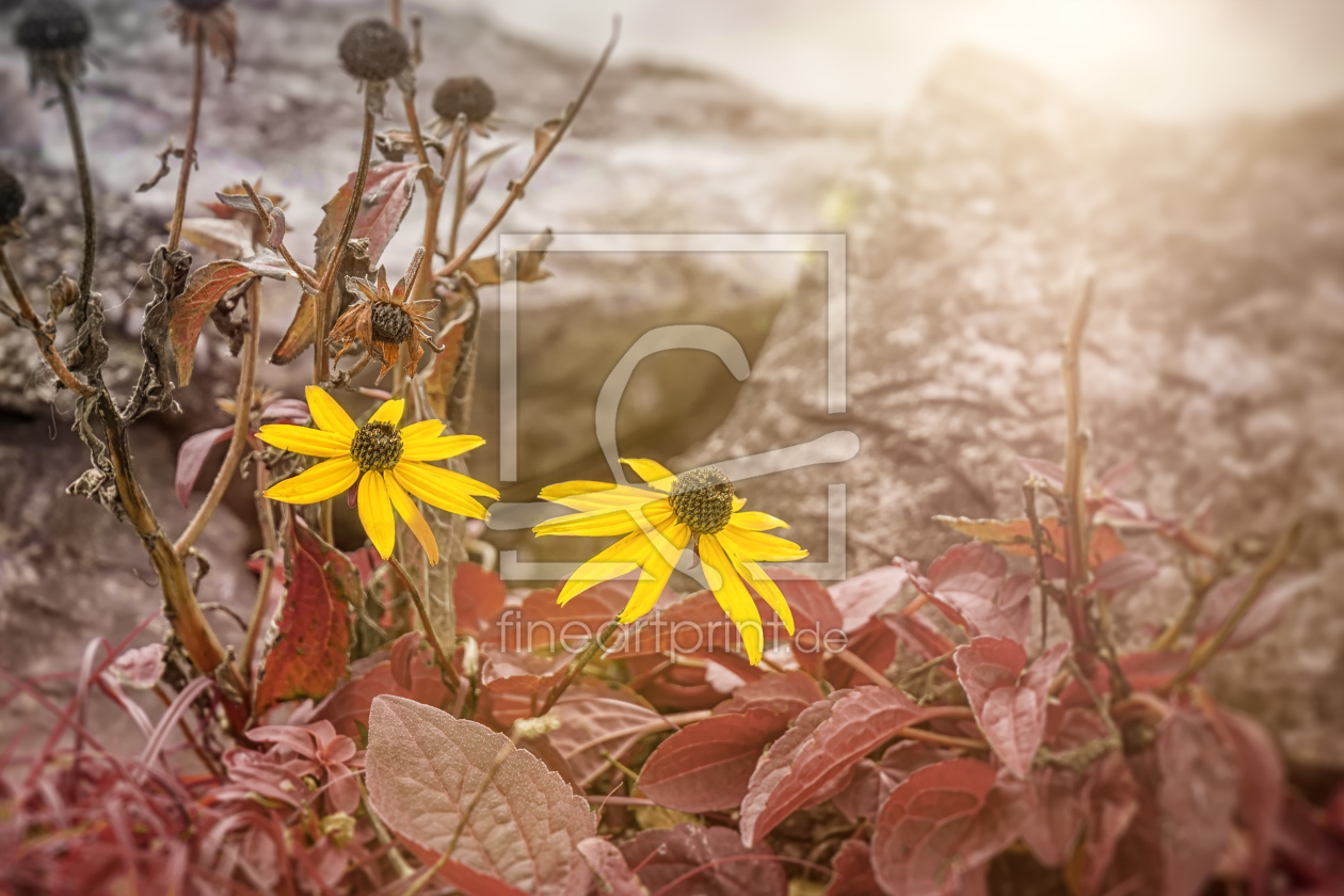 Bild-Nr.: 11588398 Herbst erstellt von Markus Gann