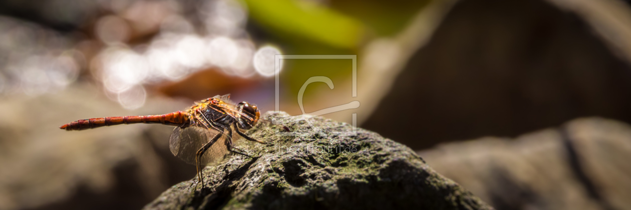 Bild-Nr.: 11588980 In der Herbstsonne erstellt von Richard-Young