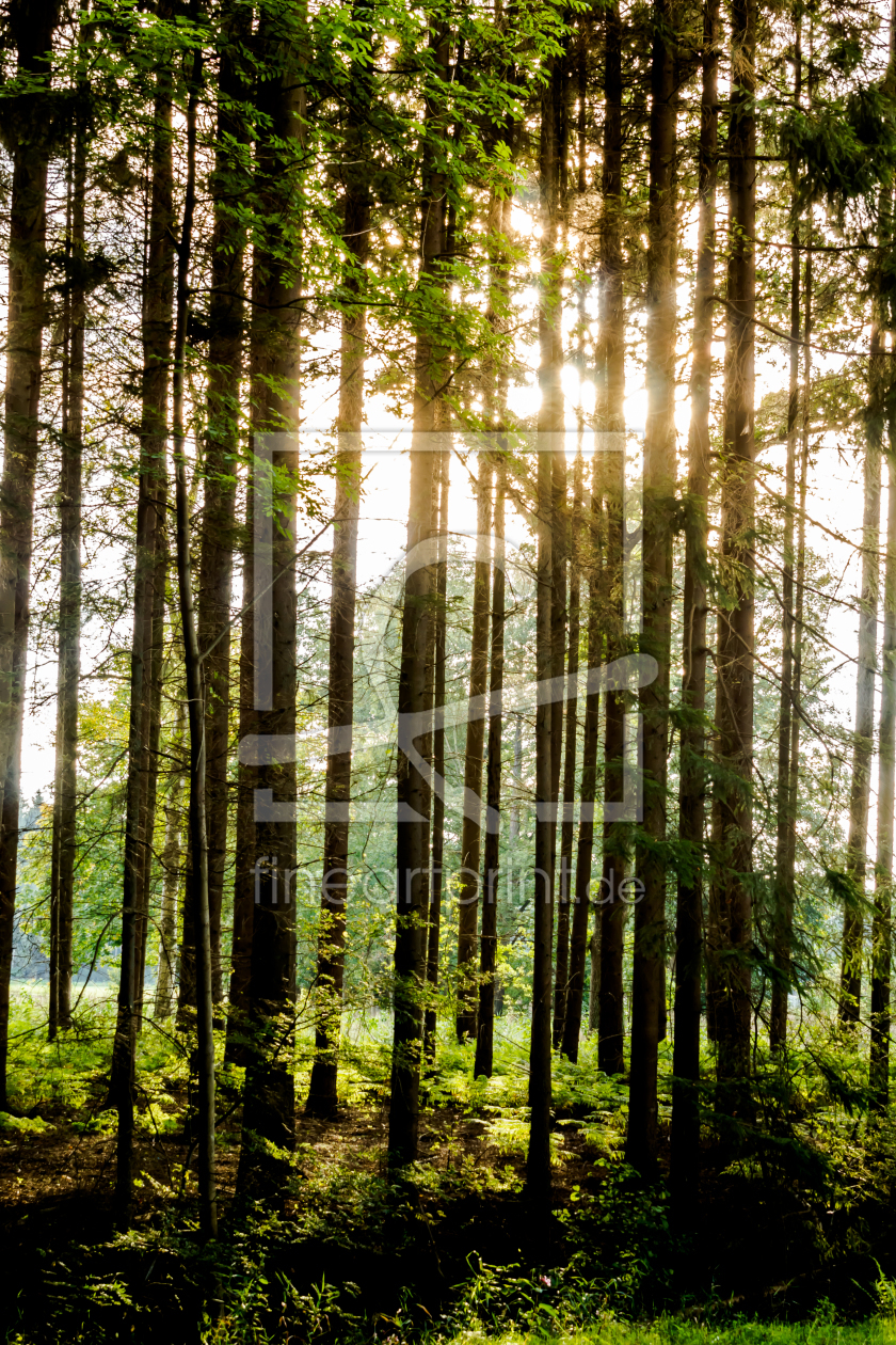 Bild-Nr.: 11589038 Wald im Gegenlicht erstellt von Dirk-W