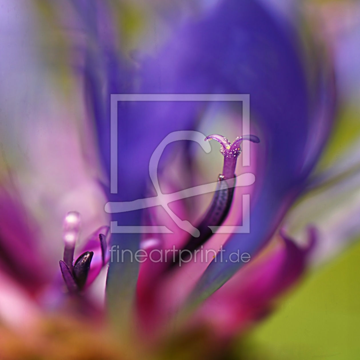 Bild-Nr.: 11589784 Berg-Flockenblume erstellt von youhaveadream