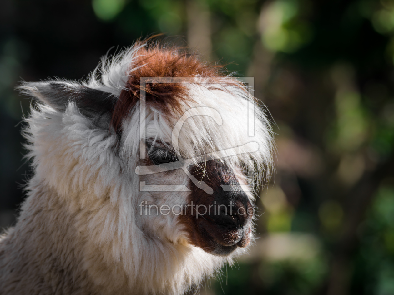 Bild-Nr.: 11589798 Lama , Lama glam erstellt von Richard-Young