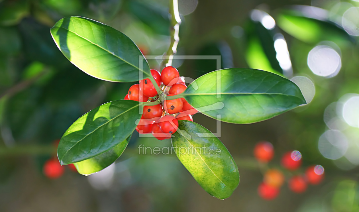 Bild-Nr.: 11589800 Cornus florida erstellt von youhaveadream