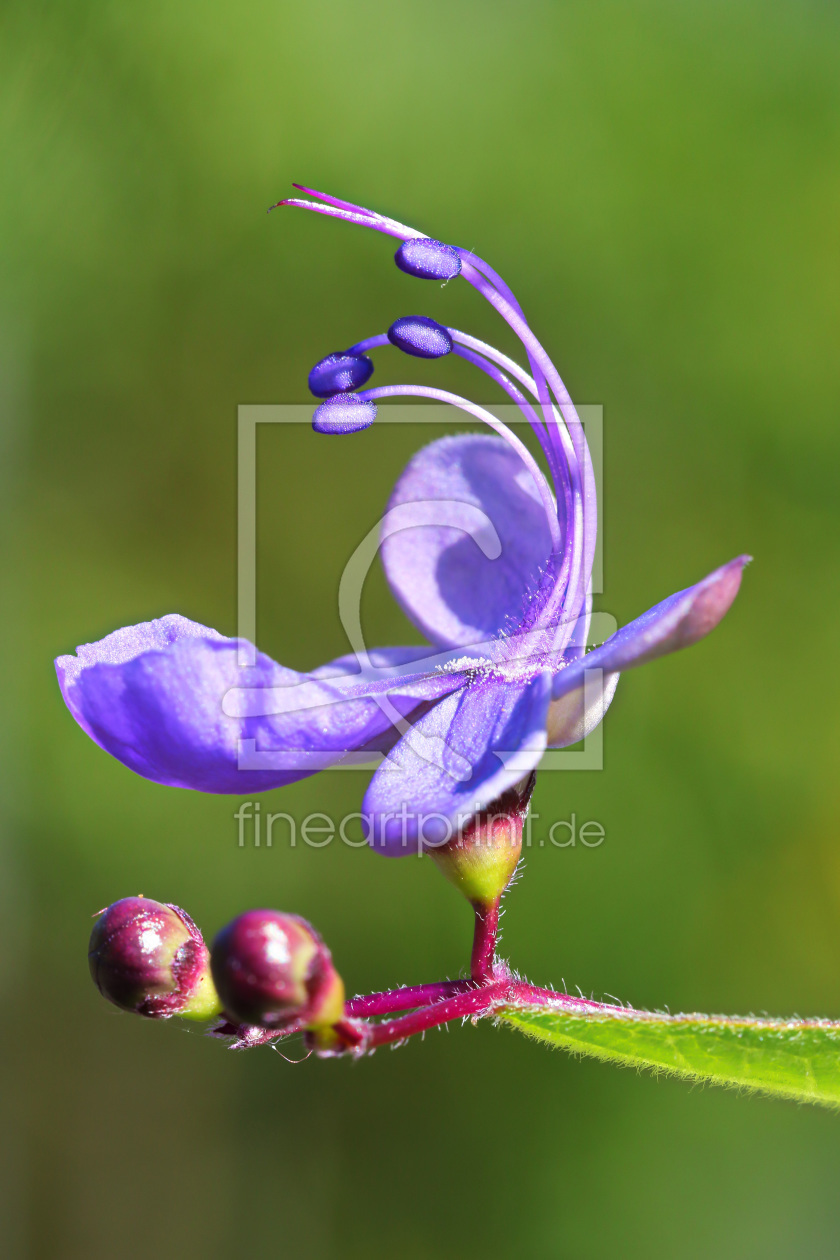Bild-Nr.: 11590058 Clerodendron 2 erstellt von falconer59