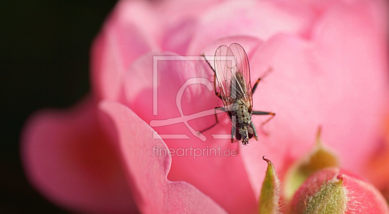 Bild-Nr.: 11590314 Ich fliege auf Rosen erstellt von youhaveadream