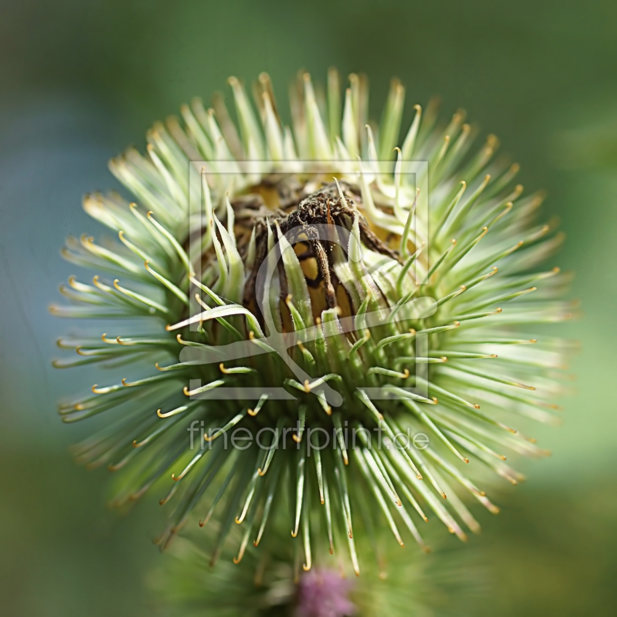 Bild-Nr.: 11590550 Hedgehog erstellt von youhaveadream