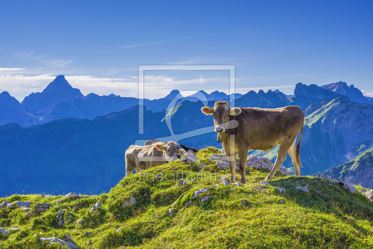 Bild-Nr.: 11590784 Allgäuer Braunvieh erstellt von Walter G. Allgöwer