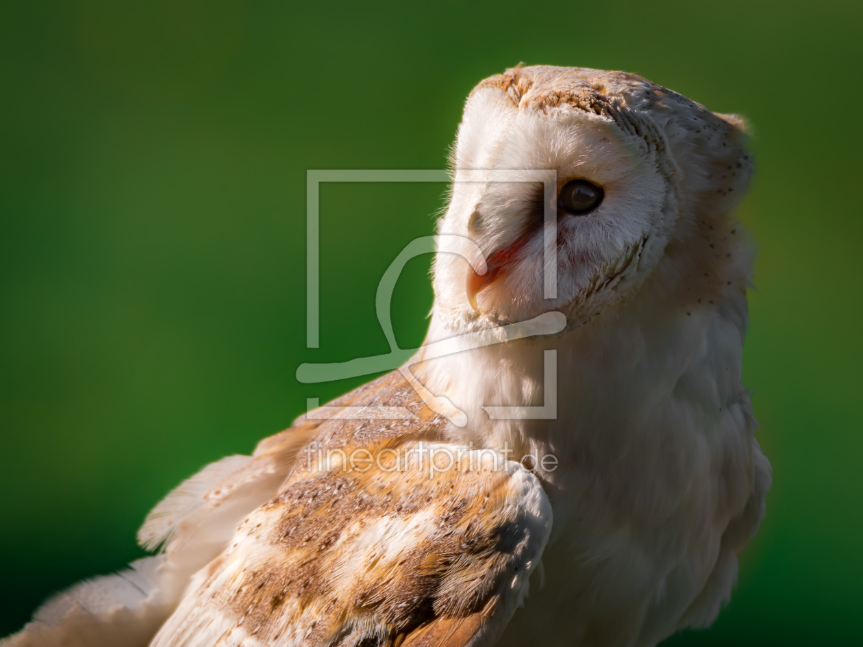 Bild-Nr.: 11590852 Schleiereule , Tyto alba erstellt von Richard-Young