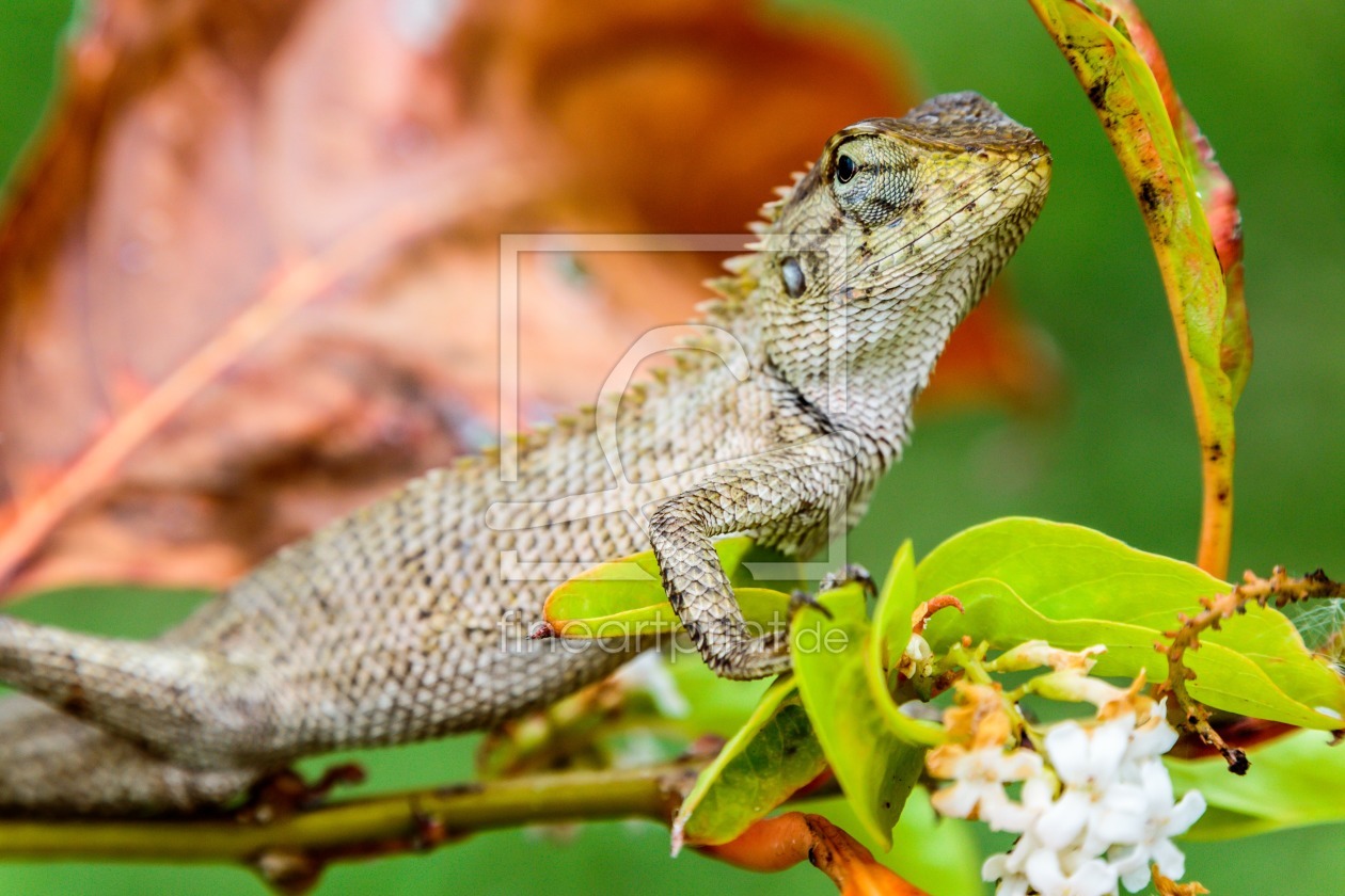 Bild-Nr.: 11590876 Leguan erstellt von praxisposter