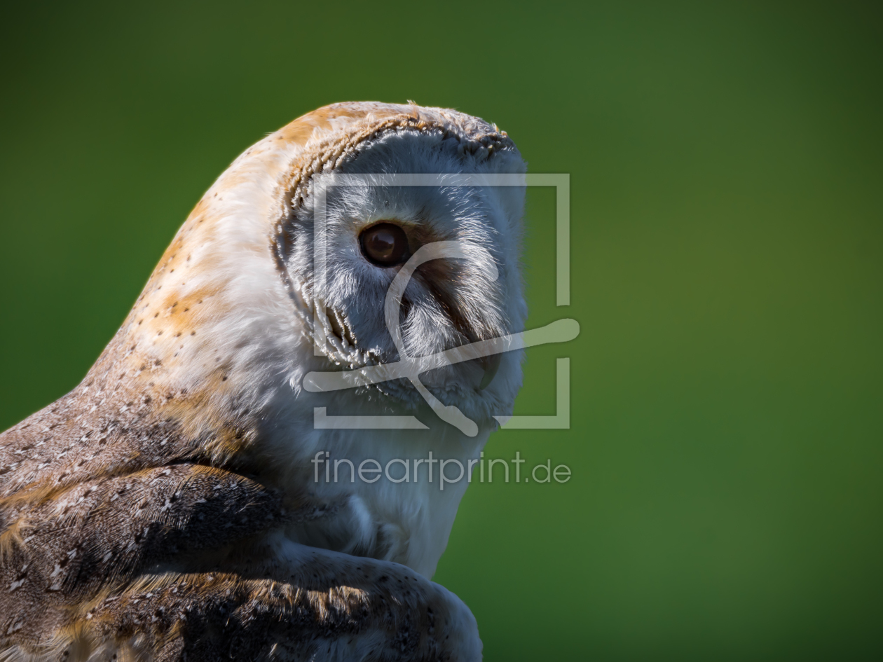 Bild-Nr.: 11591576 Schleiereule , Tyto alba erstellt von Richard-Young