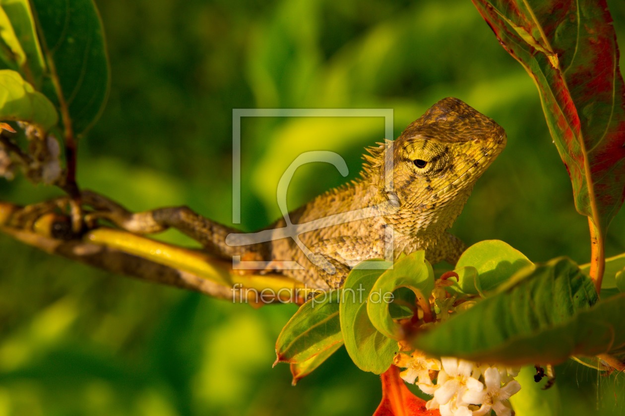 Bild-Nr.: 11591600 Leguan 7870 erstellt von praxisposter