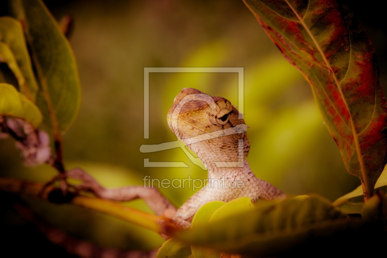 Bild-Nr.: 11591606 Leguan Echse 7896 erstellt von praxisposter