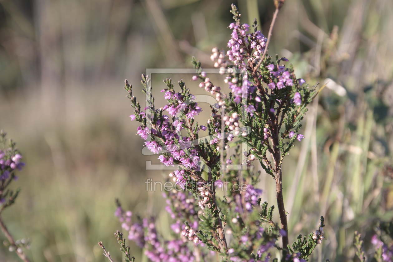 Bild-Nr.: 11592568 Herbst in der Heide erstellt von MartinaW