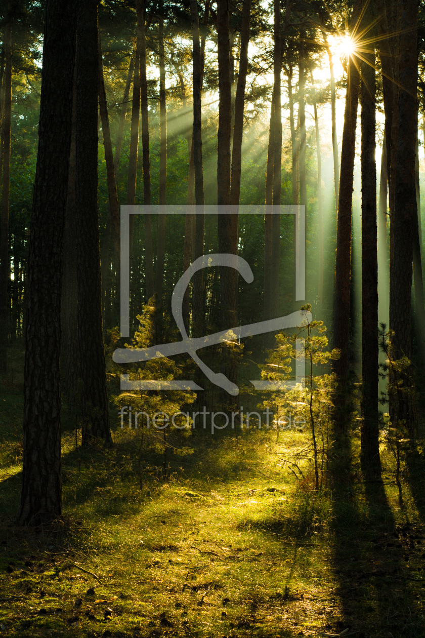 Bild-Nr.: 11592669 Herbstmorgen im Wald erstellt von Martin Martin Wasilewski