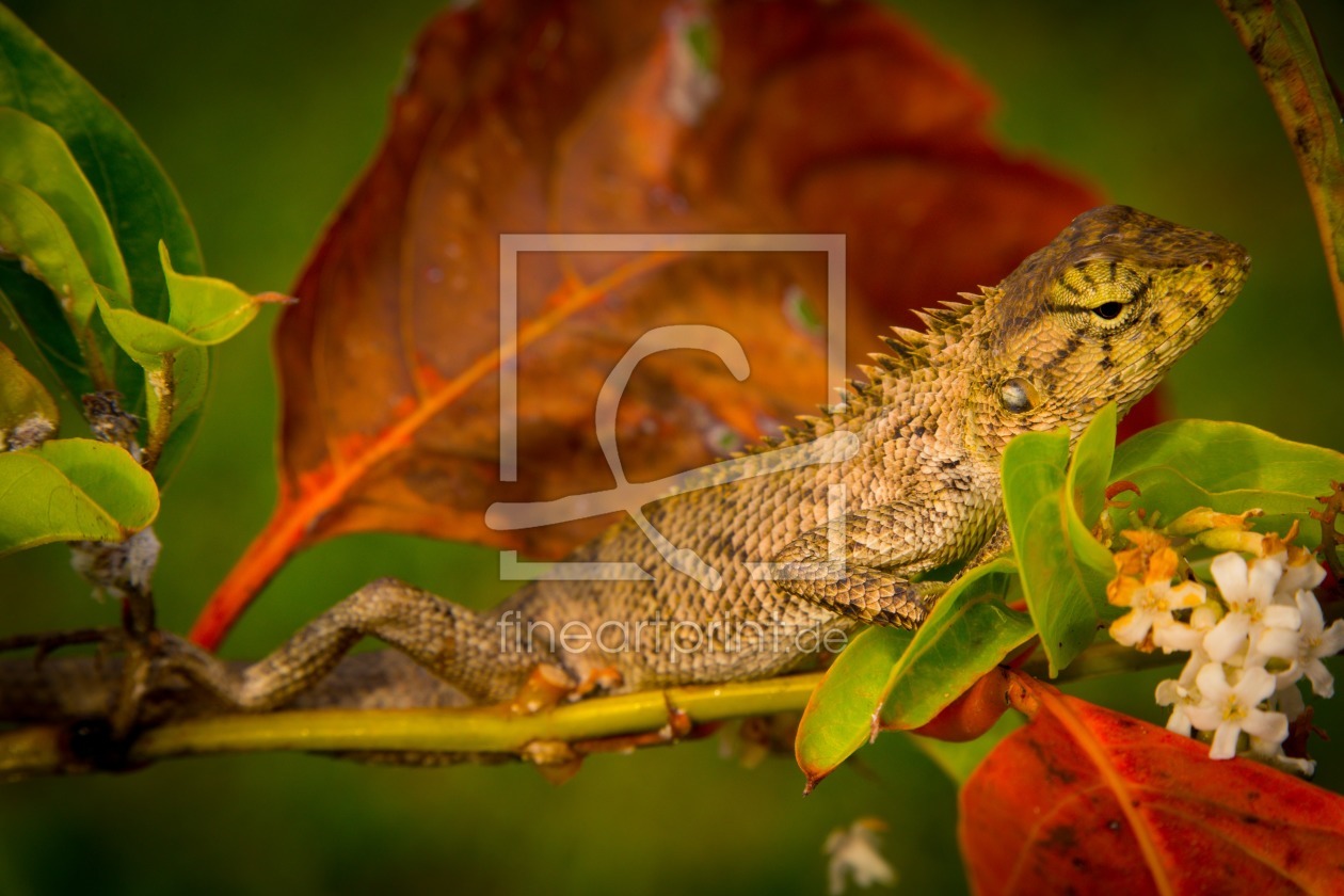 Bild-Nr.: 11592775 Leguan 7856 erstellt von praxisposter