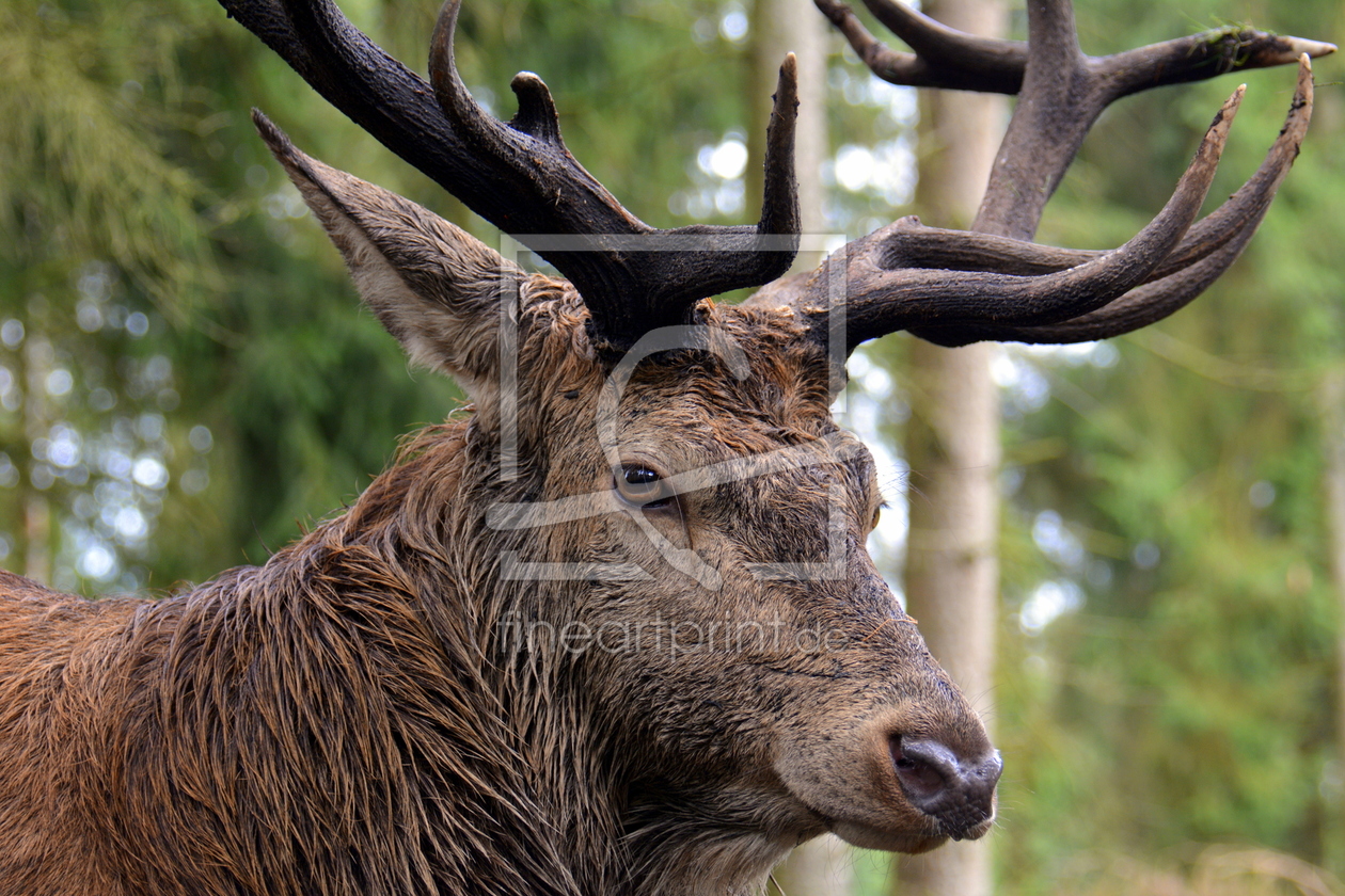 Bild-Nr.: 11592819 Platzhirsch erstellt von GUGIGEI