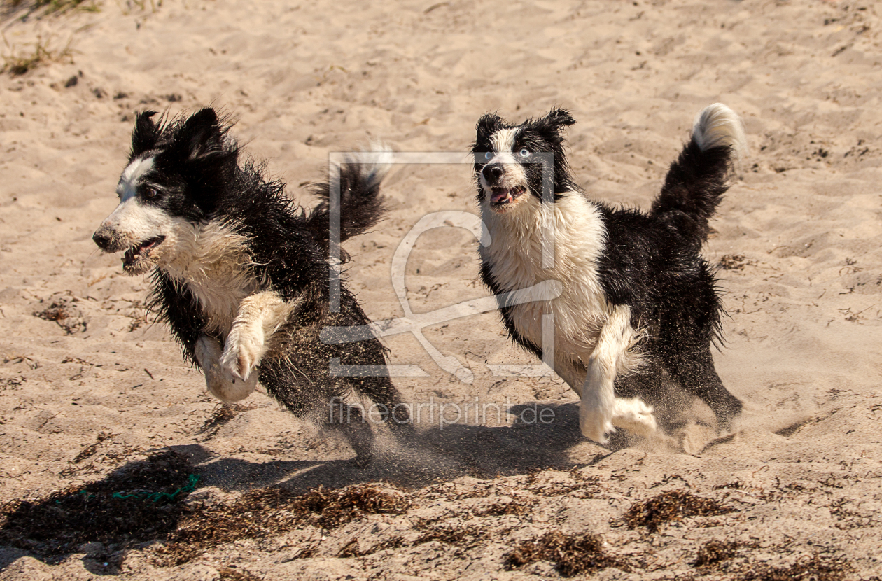 Bild-Nr.: 11593031 Border Collies wild erstellt von Photocreatief