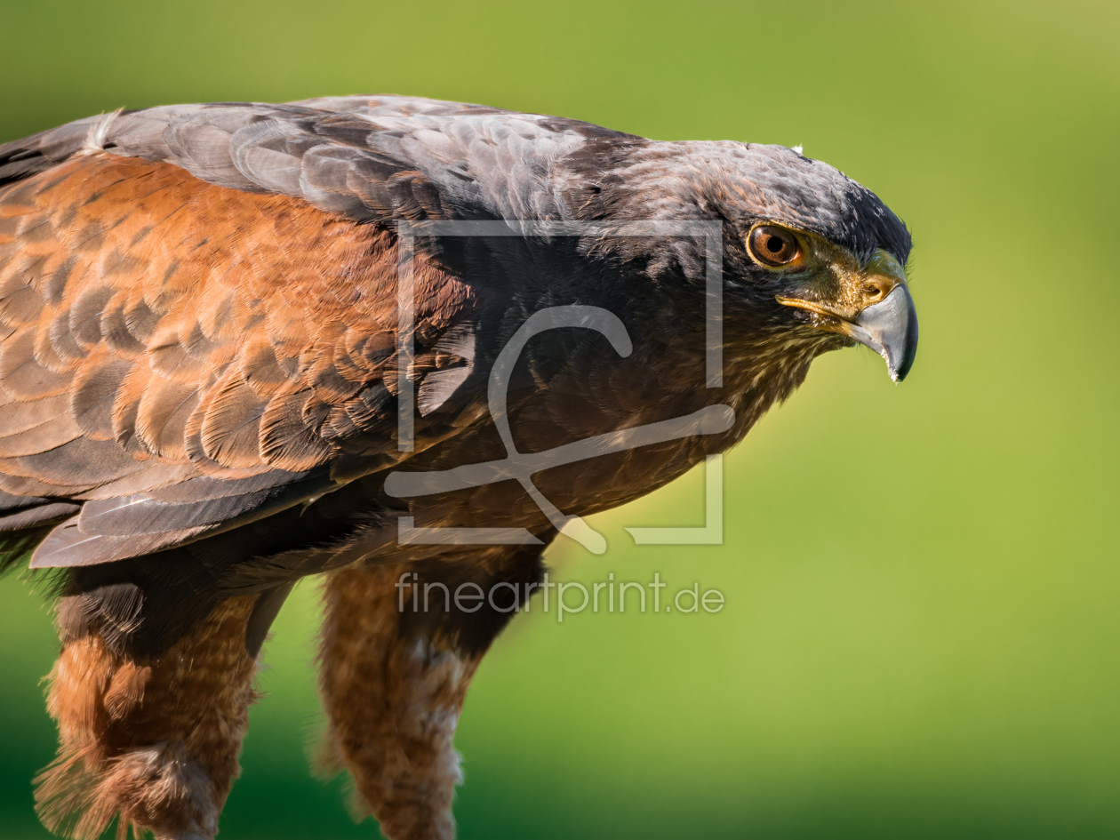 Bild-Nr.: 11593041 Wüstenbussard , Parabuteo unicinctus erstellt von Richard-Young