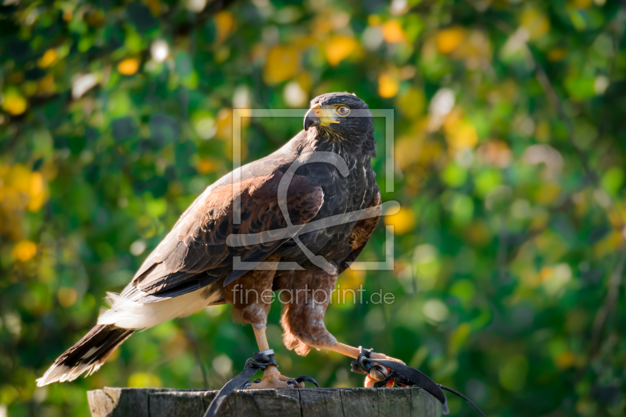 Bild-Nr.: 11593224 Wüstenbussard , Parabuteo unicinctus erstellt von Richard-Young