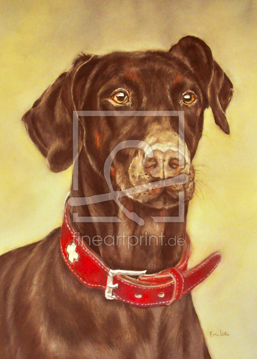 Bild-Nr.: 11593386 Dobermann Bild-Nr.: 11593386 Dobermann erstellt von Frenken-Art