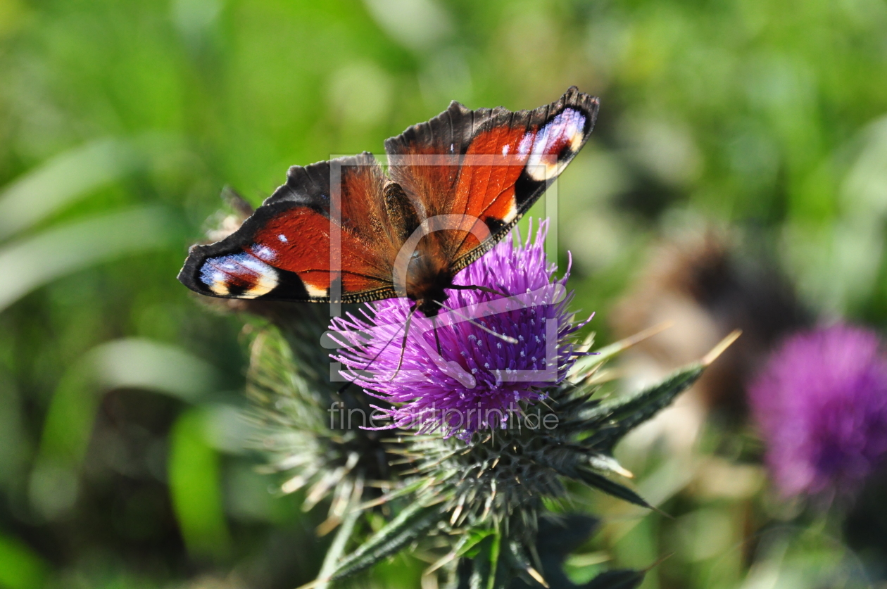 Bild-Nr.: 11593536 Oktoberfalter erstellt von marestellaris