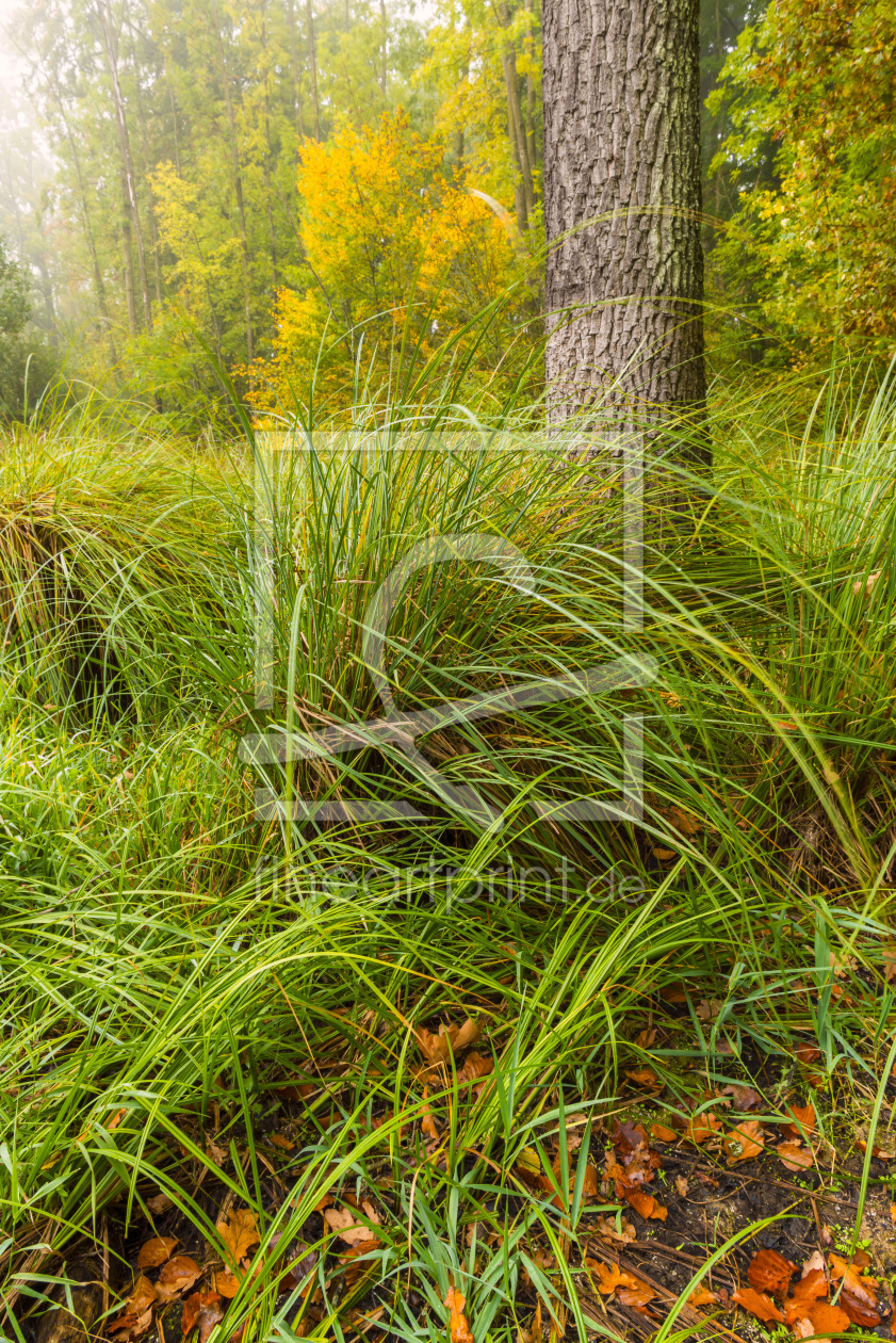 Bild-Nr.: 11593866 Naturgeschichten erstellt von DenisFeiner