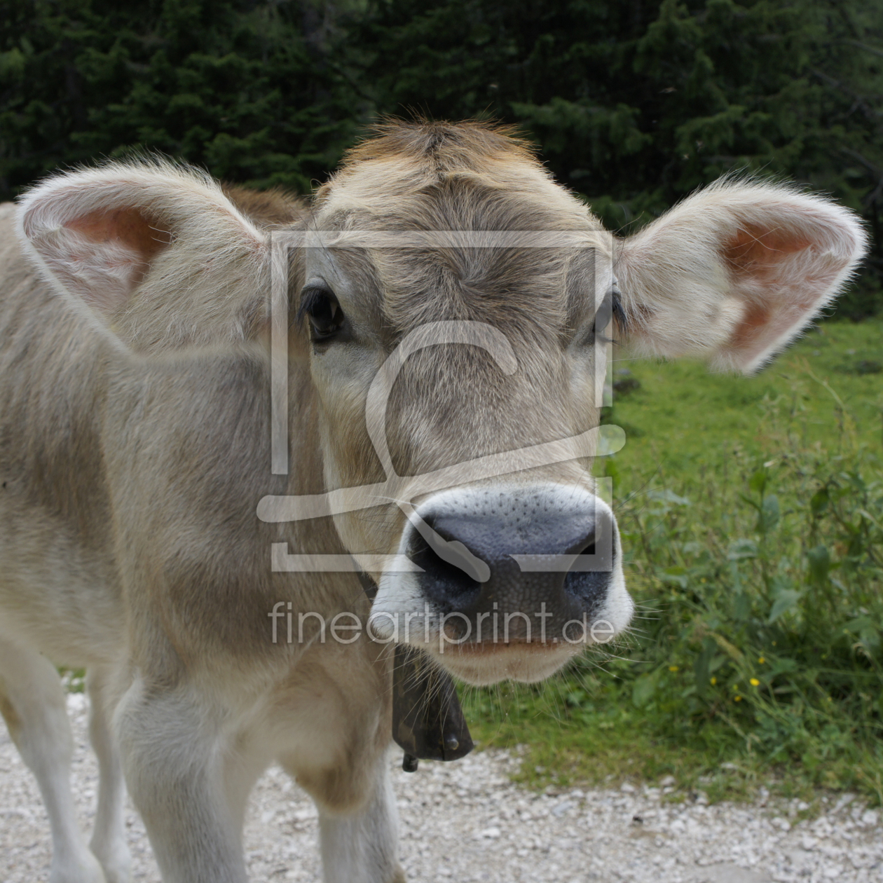 Bild-Nr.: 11593914 Neugieriges Kälbchen erstellt von MartinaW