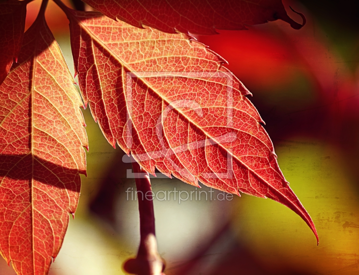 Bild-Nr.: 11594002 Feuilles erstellt von youhaveadream