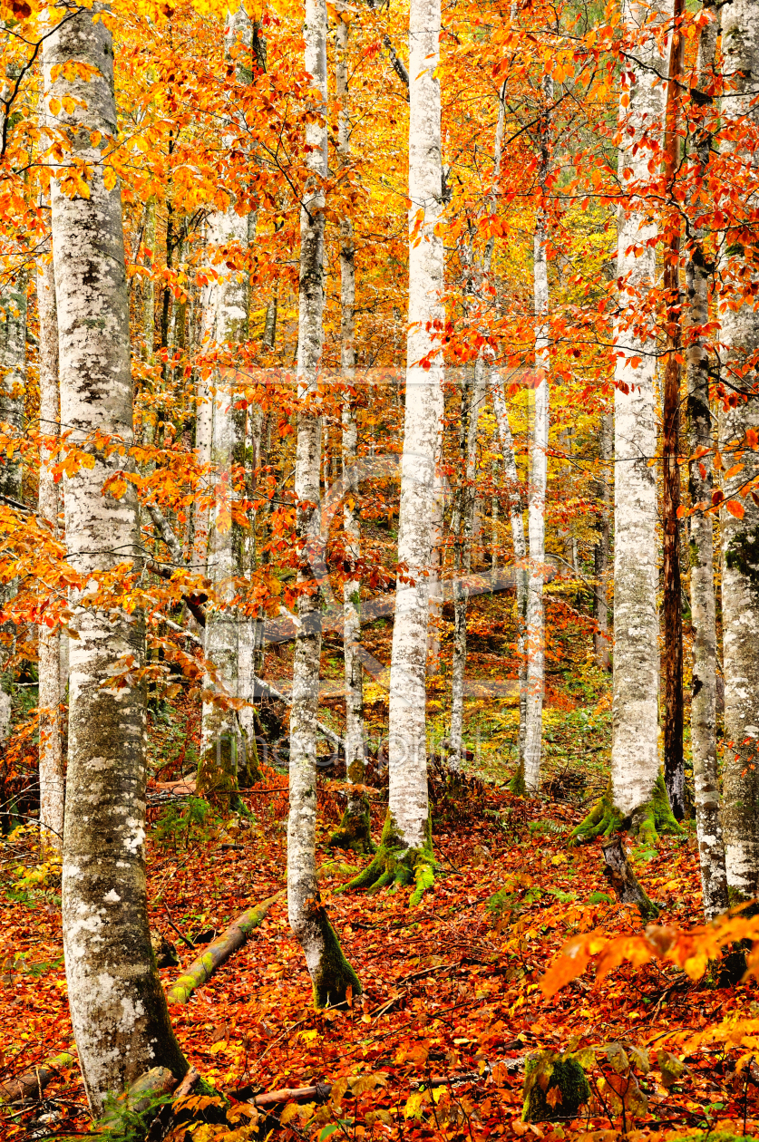 Bild-Nr.: 11594282 Herbstgold erstellt von spima