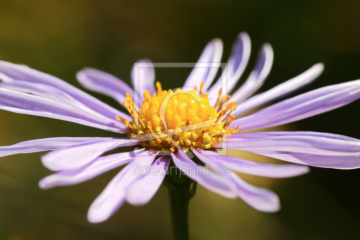 Bild-Nr.: 11594360 Aster in der Oktobersonne erstellt von falconer59