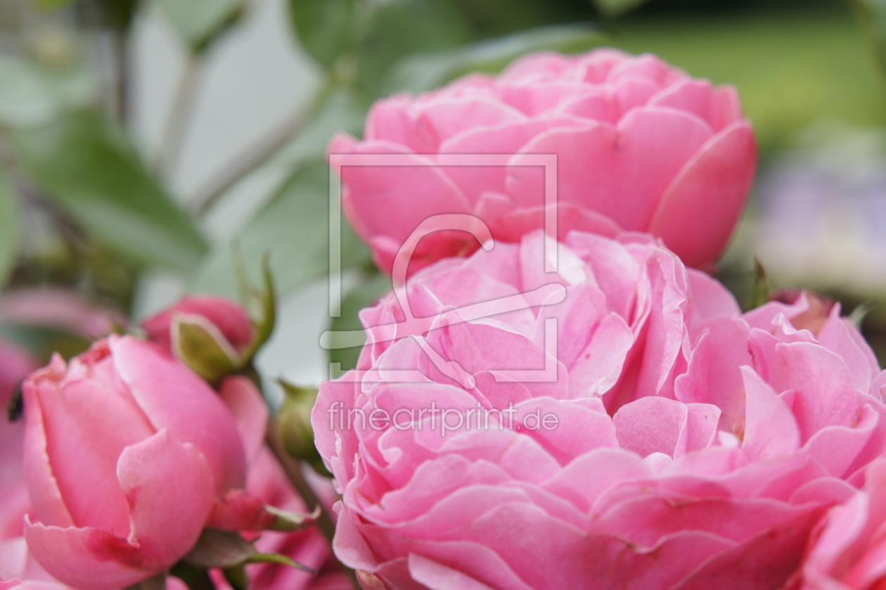 Bild-Nr.: 11594434 Gartenrose erstellt von MartinaW