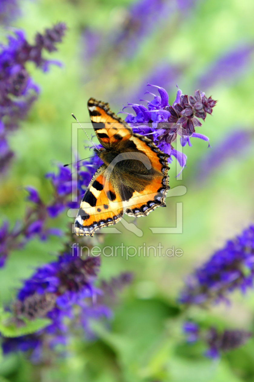 Bild-Nr.: 11594442 Schmetterling im Sommer erstellt von MartinaW