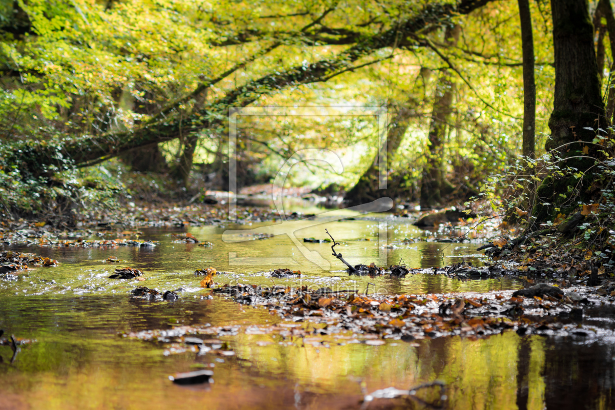 Bild-Nr.: 11594448 Herbstspaziergang erstellt von Richard-Young