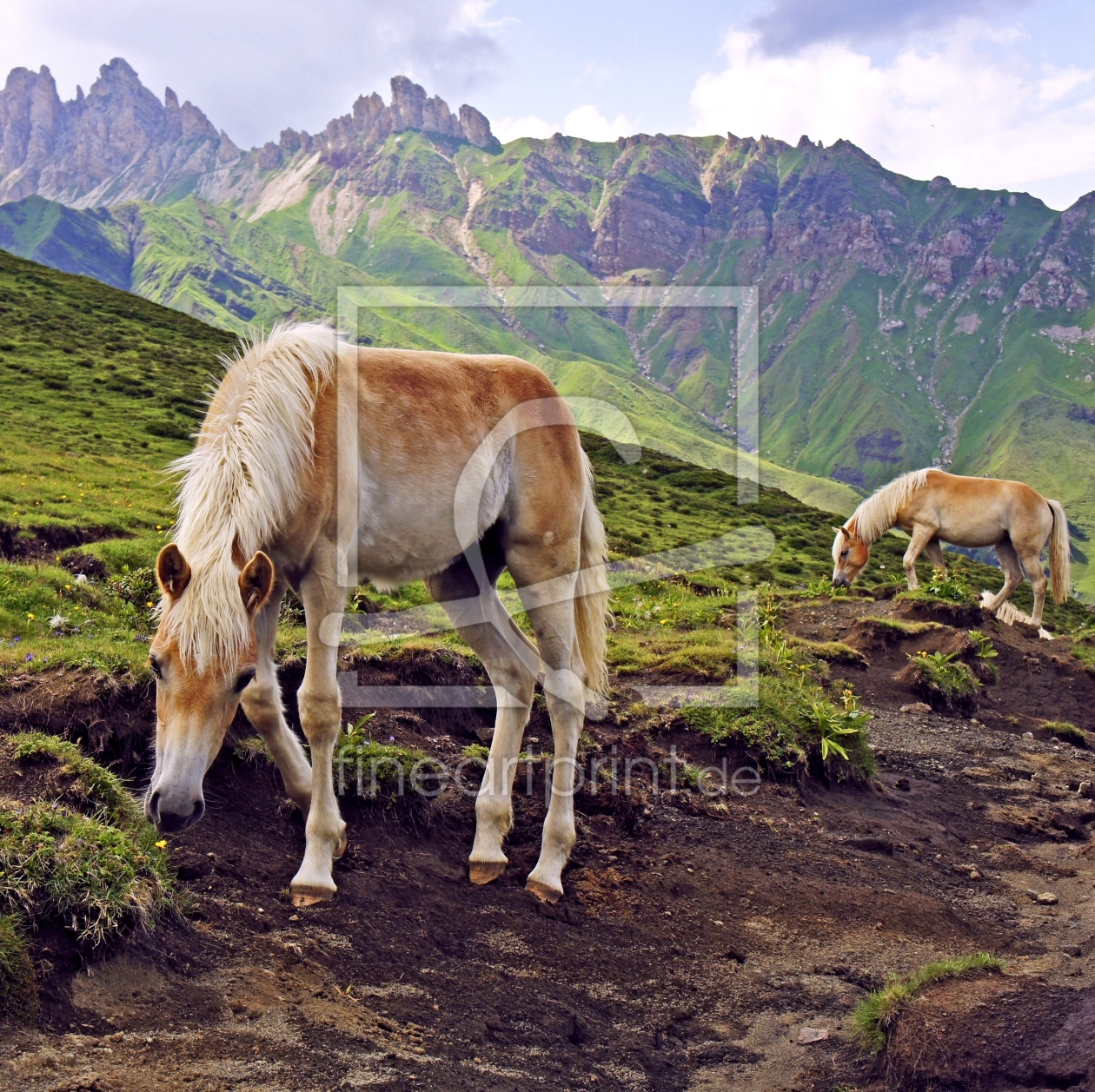 Bild-Nr.: 11595238 Haflinger Fohlen in Südtirol erstellt von MartinaW