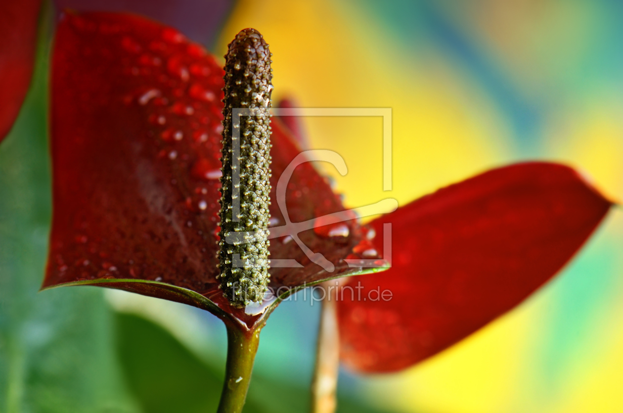 Bild-Nr.: 11595242 Anthurium erstellt von Atteloi