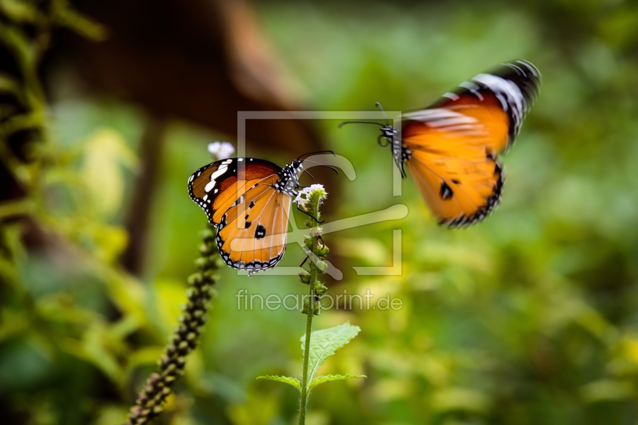 Bild-Nr.: 11595284 Monarch Schmetterlinge 8439 erstellt von praxisposter