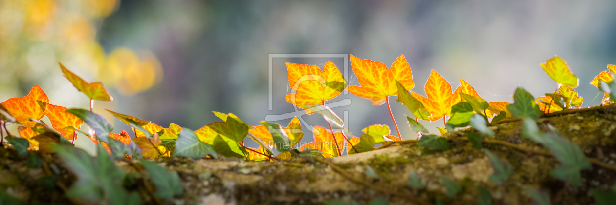 Bild-Nr.: 11596296 Herbstspaziergang erstellt von Richard-Young