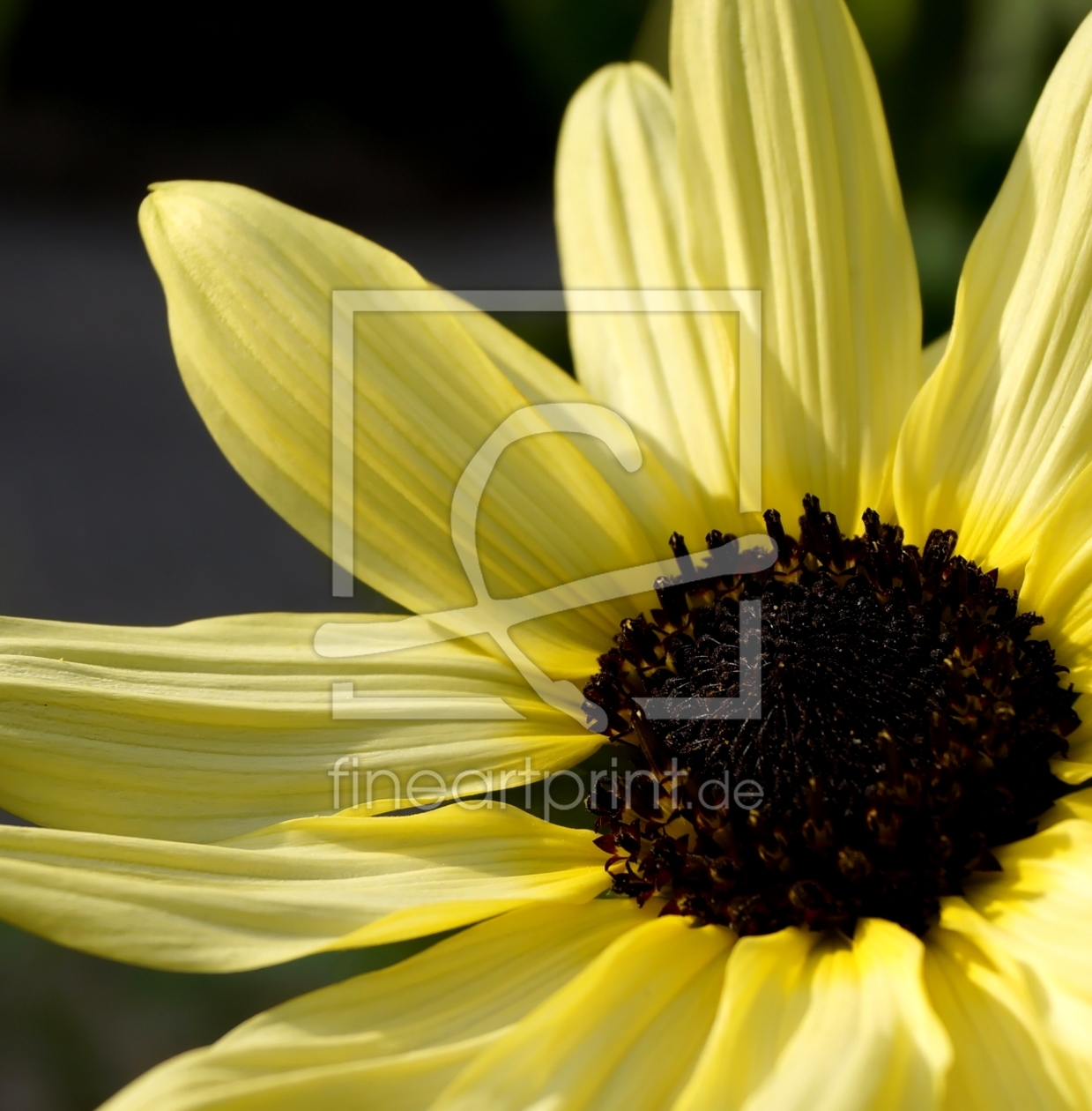 Bild-Nr.: 11597452 Sunflower erstellt von MoNoir